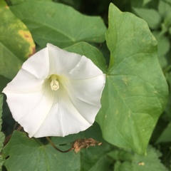 Calystegia sepium