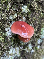 Gliophorus