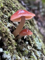 Gliophorus