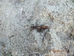 Allocapnia vivipara