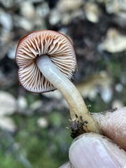 Gliophorus