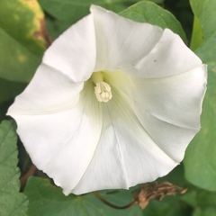 Calystegia sepium