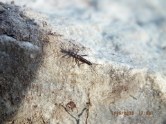 Allocapnia vivipara