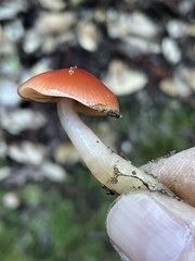 Gliophorus
