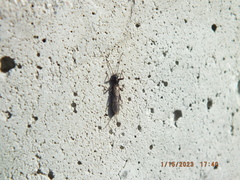 Allocapnia vivipara
