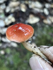 Gliophorus
