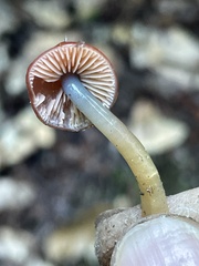 Gliophorus