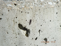 Allocapnia vivipara