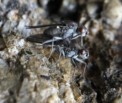 Oedoparena glauca