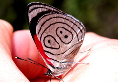 Diaethria clymena