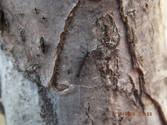 Allocapnia vivipara