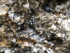 Oedoparena glauca