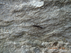 Allocapnia vivipara