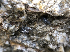 Oedoparena glauca
