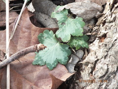 Hydrophyllum