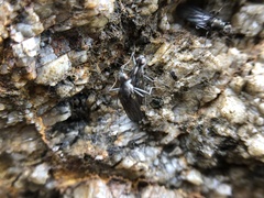 Oedoparena glauca