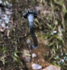 Arrhenia chlorocyanea