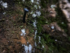 Arrhenia chlorocyanea