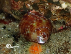 Calliostoma zizyphinum