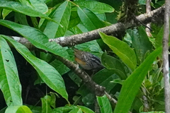 Hypocnemis peruviana