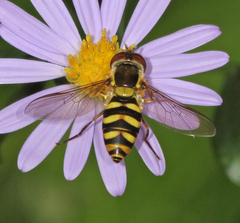 Epistrophella emarginata