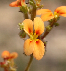 Stylidium dichotomum