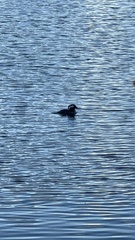 Lophodytes cucullatus