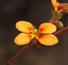 Stylidium dichotomum