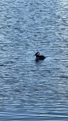 Lophodytes cucullatus