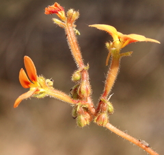 Stylidium dichotomum