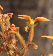 Stylidium dichotomum