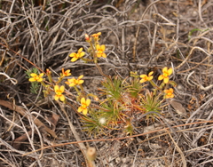 Stylidium dichotomum