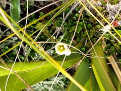 Gentianella bellidifolia