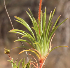 Stylidium dichotomum