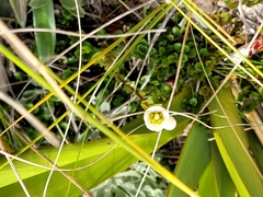 Gentianella bellidifolia