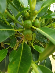 Ficus macrophylla