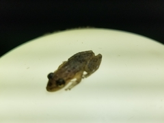 Scinax staufferi