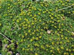 Azorella trifurcata