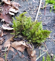 Dendroalsia abietina