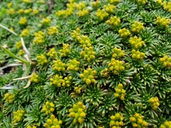 Azorella trifurcata