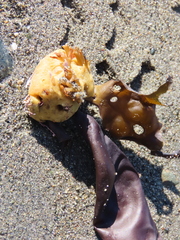 Halichondria panicea