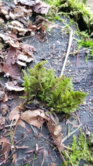 Dendroalsia abietina