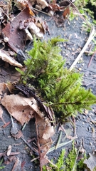 Dendroalsia abietina