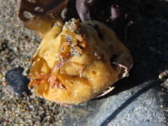 Halichondria panicea