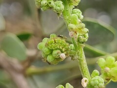 Prosotas dubiosa