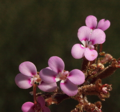 Stylidium leptophyllum
