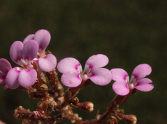 Stylidium leptophyllum