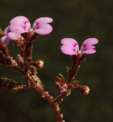 Stylidium leptophyllum