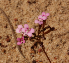 Stylidium leptophyllum