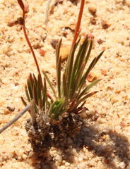 Stylidium leptophyllum